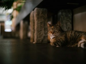 LIGHT LENS LAB M 75mm f/2 SPII