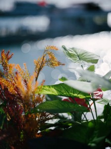 LIGHT LENS LAB M 75mm f/2 SPII