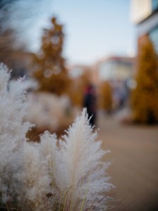 LIGHT LENS LAB M 75mm f/2 SPII