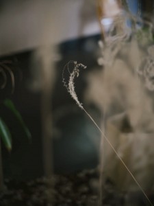 LIGHT LENS LAB M 75mm f/2 SPII