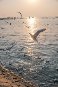 7Artisans 25mm F1.8 AF APS-C