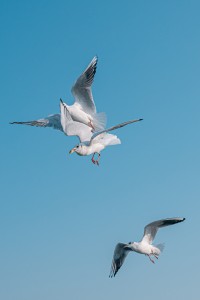 7Artisans 25mm F1.8 AF APS-C