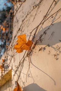 7Artisans 25mm F1.8 AF APS-C