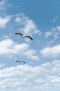 7Artisans 35mm F1.8 AF APS-C