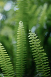 7Artisans 35mm F1.8 AF APS-C