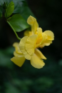 7Artisans 35mm F1.8 AF APS-C