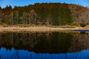 7Artisans 50mm F1.8 AF