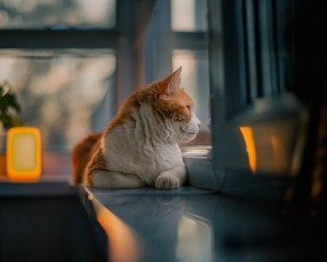 7Artisans 50mm F1.2 APS-C