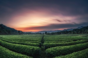 tt-11f28-news-sample2