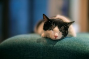 TTArtisan Dual Bokeh T2.1 35/50/85mm