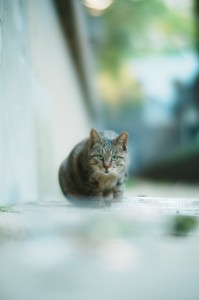 TTArtisan Dual Bokeh T2.1 35/50/85mm