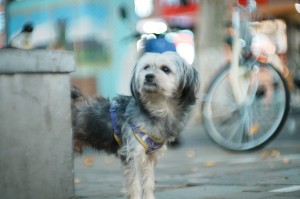 TTArtisan Dual Bokeh T2.1 35/50/85mm