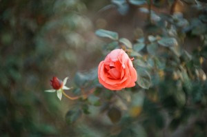 TTArtisan Dual Bokeh T2.1 35/50/85mm